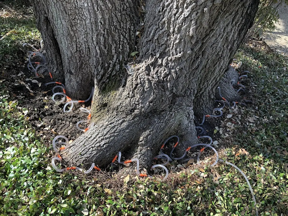 Detailed Tree Cabling and Bracing job site in Pacific Palisades