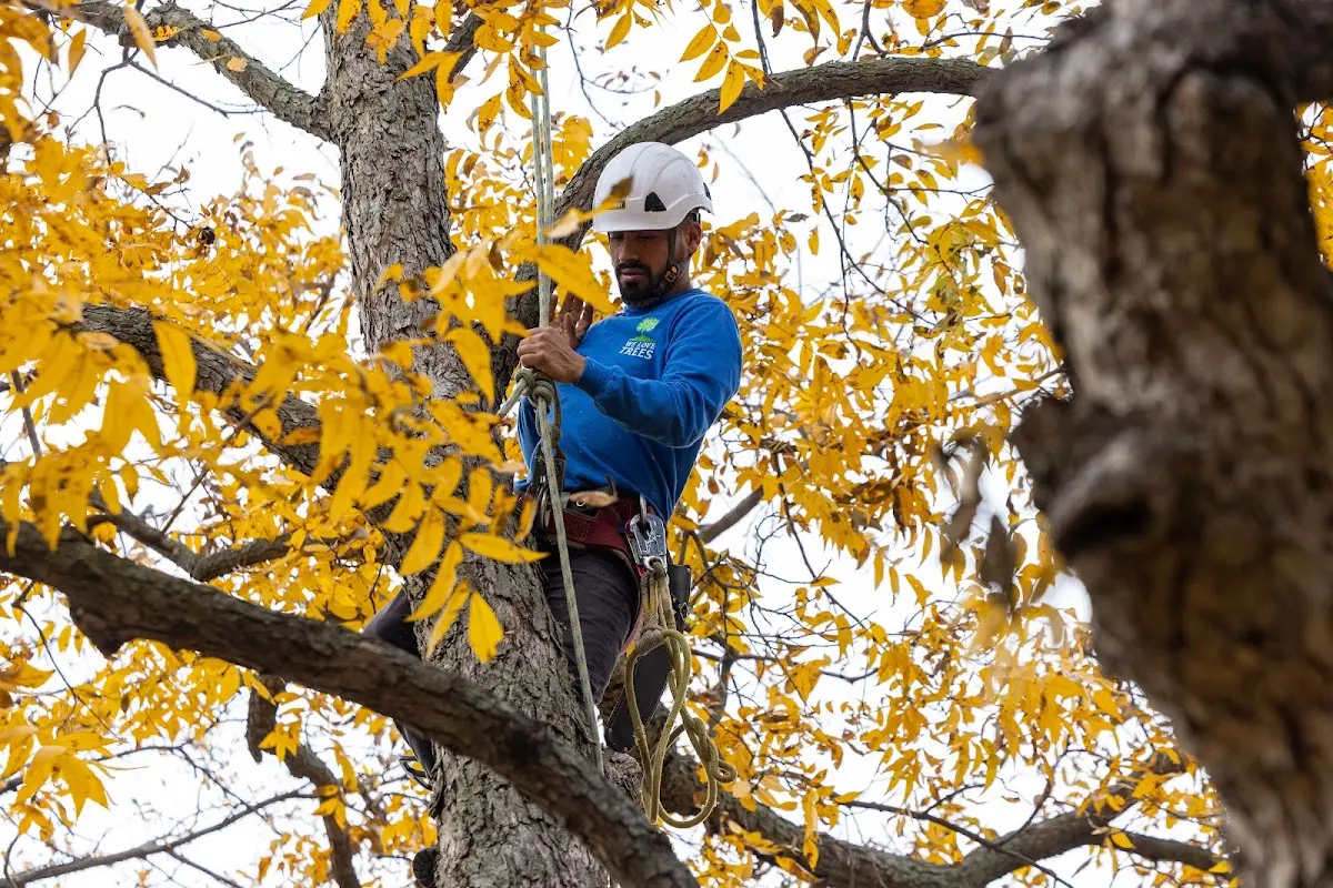 Skilled Tree Planting crew working in Pacific Palisades